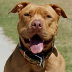 Michael Huff - @4paws4life13 - Instagram
