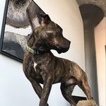 Michael Iannetta - @iannetta89 - Instagram