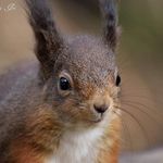 Michael Harry Iles - @scotish_wildlife_photography - Instagram