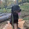 Nina@Dogs - @janinmichaelis - TikTok