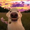 Just_Michael - @michael.kelemen - TikTok