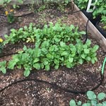Michael & Kelli’s Garden - @make_gardens_great_again - Instagram