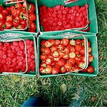 Michael Kelson - @bootkaifrog - Instagram