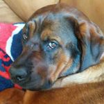 Michael Ketcham - @terrariaenthusiest - Instagram