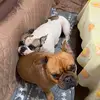🐾 Kobe and Michael 🐾 - @kobe_michael_ - TikTok