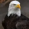 Michael kohen - @michael.kohen - TikTok
