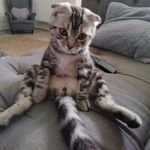 Michael korb - @flea_bo - Instagram