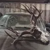 Micheal Koster - @michealkoster - TikTok