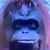 Sart bimpson - @michaelkoster03 - TikTok