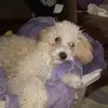 michaella harland - @michaella.harland - TikTok