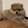 Мишелька-Шмелька - @michel_lapka - TikTok