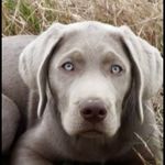 Michael Lary - @silverandcharcoalkennels - Instagram
