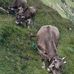 Michael Laub - Facebook