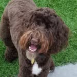 Michael lauricella - @lauricella_layman - Instagram