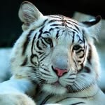 Michael Laver - @michael.laver.35 - Instagram