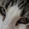 Mike Lengyel - @mike204204 - TikTok