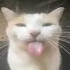 Michael Lenon - @cfkjontylennon - TikTok