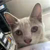 Michael - @leow.michael - TikTok