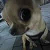 I am the sigma Michael - @michael.hollinz88 - TikTok