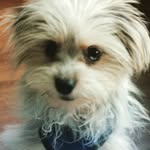 Michael R. Lissack - @glomthehavapom - Instagram
