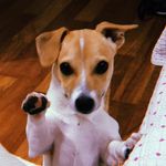 Michael Bernardes Loprete 🐶 - @eimichaeldouglas - Instagram