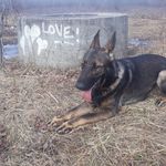 Michael lorino - @luca_da_shep - Instagram