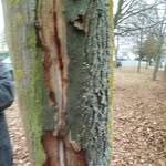 Michael Mager Baumfällungen - @magerbaumfallungen - Instagram