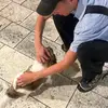 Michael Maher - @michael.maherr - TikTok