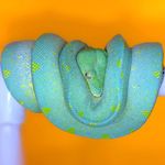 Michael Majoros - @coloring_outside_the_lines - Instagram