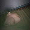GISMAR - @michael_manti.a - TikTok