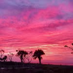 Michael Maple - @michaelbytheseasanibel - Instagram