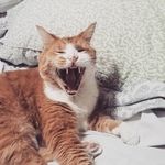 Michael McCumber - @bettatrain - Instagram