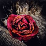 Michael McGee - @mmcgee1313 - Instagram