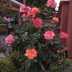Michael Mcleish - @mcleish913 - Instagram