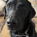Michael McMurphy - @wildrosewiggles - Instagram