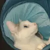 Michael Meadows - @momothesocialcat - TikTok