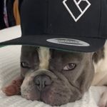 Richard Michael Meegan - @zeusthefrenchee - Instagram
