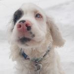 Michael Merle Spaniel - @michael_merle_spaniel - Instagram