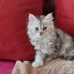 Michael meyers - @michaelmeyers241 - Instagram