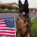 Michael Meyers - @michaelmeyers_gsd - Instagram