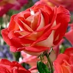 Micaela Michael Michelucci - Facebook