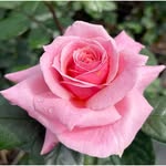 Michael Minelli - @michaelminelli08362 - Instagram