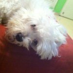 Michael Mock Ho - @mikemokk - Instagram