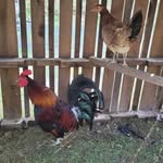 michael Morris - @michael_morris_gamefarm - Instagram
