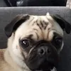 Michael Munger - @shadowmun - TikTok
