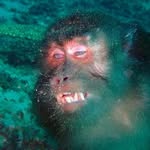 Michael Munger - @sunkmonkey - Instagram