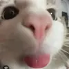michaelnnatalie - @michaelnnatalie - TikTok