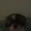 Michael O’Connor - @michaeloconnor_7 - TikTok
