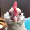 Michaele Oleson - @michaeleoleson - TikTok