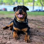 Michael Olvera - @rottieloversranchcentraltexas - Instagram